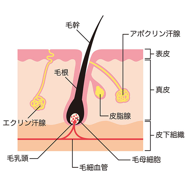 体毛を作る組織｜盛岡市の畑山レディスクリニック